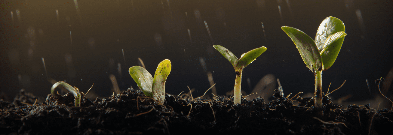 9055808_Grow