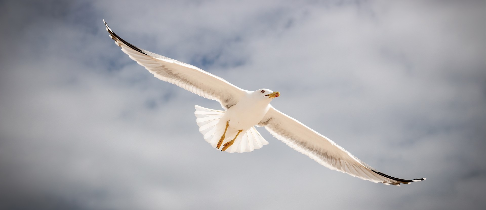 seagull-4059461_1920